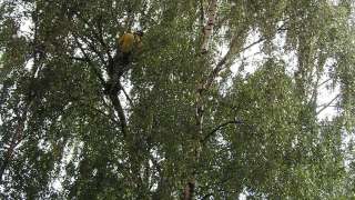 rooien van een berken boom in eindehoven verwijderen takken en afvoeren groenafval